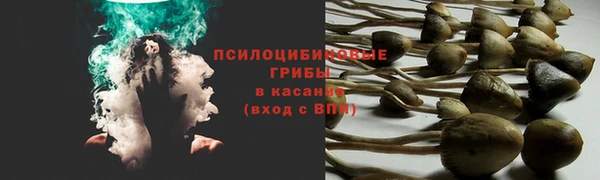 сатива Белокуриха